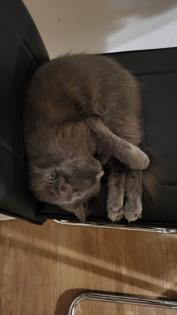 Hübsches Angora - Mix Mädchen
