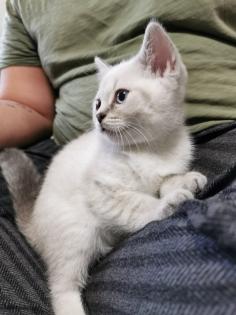 Bkh kitten männlich