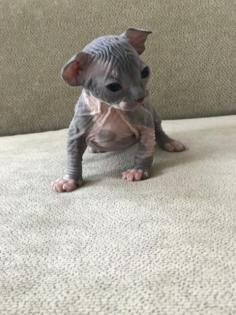 Elf Sphynx und Sphynx Kitten
