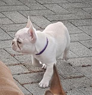 Französische Bulldoggen