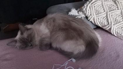 Ragdoll Mädchen
