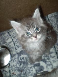 4 Maine Coon Musketier-Zwerge suchen.