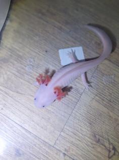 Axolotl Nachzucht
