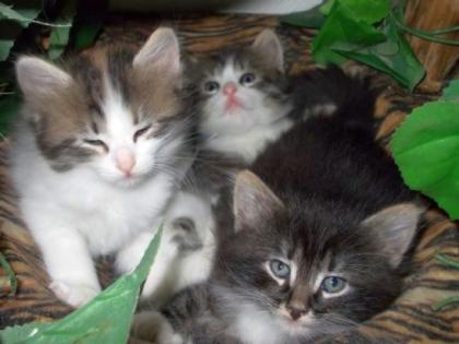 3 kleine Sibirische Katzen