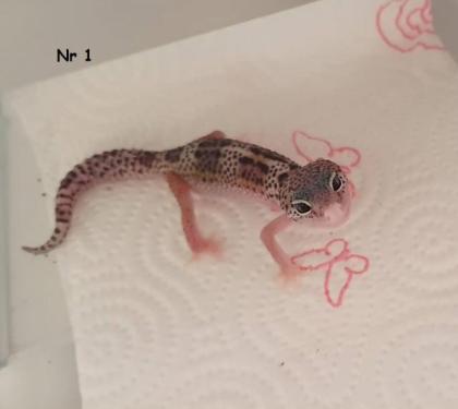 0, 9 Leopardgeckos DNz20 u 22 Komplettabnahme bevorzugt
