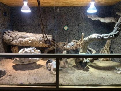 Bartagame mit Terrarium und Zubehör