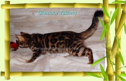 Cahsmere Bengal Kater sehr lieb pfiffig Evtl. sogar mit Zuchtfreigabe