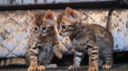 Unser Bengalen-Paar sucht ein neues Zuhause