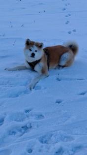 Akita Inu ein Jahr