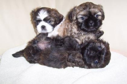 5 knuffige Shih Tzu Welpen suchen noch ein Zuhause