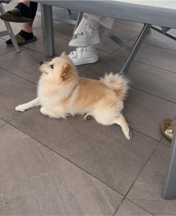 Deutscher Spitz sucht ein neues zu Hause