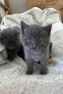 BKH Kätzchen Kitten Katze