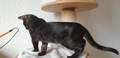 Seltener silver smoke Bengal Kater Abholbereit
