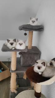 Heilige Birma Kitten - reinrassig, suchen ein liebevolles Zuhause