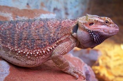 Nachzucht Bartagame Orange/BloodxBlood