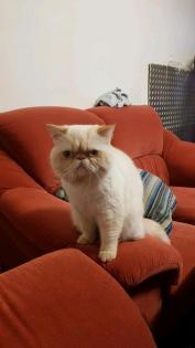 Hauskatze perse katze