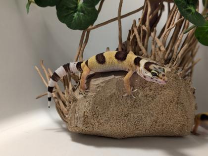 Leopardgecko aus Rostock 24. 11. 2024