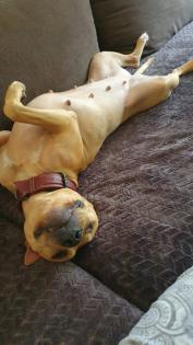 Süße Pittbull/ Stafford Dame sucht dringend neues zuhause