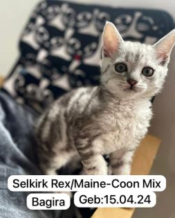 4 zuckersüße Selkirk Rex/ Main-Coon Mix Kitten