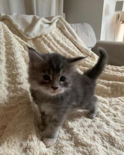 Maine Coon Kitten mit Papieren