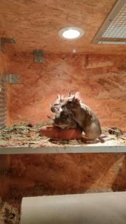 3 liebe Degu Männchen abzugeben