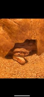 Zwei Boa Constrictor abzugeben