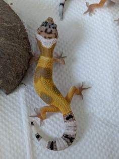 Leopardgeckos aus Rostock NZ 2024