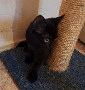 BKH Babykatzen