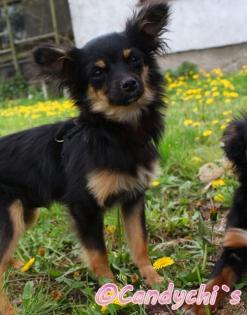 Chihuahuawelpe, Black and tan Langhaar