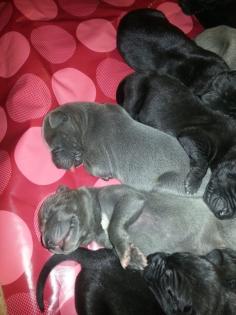 Unsere Doggenwelpen sind da Deutsche Dogge