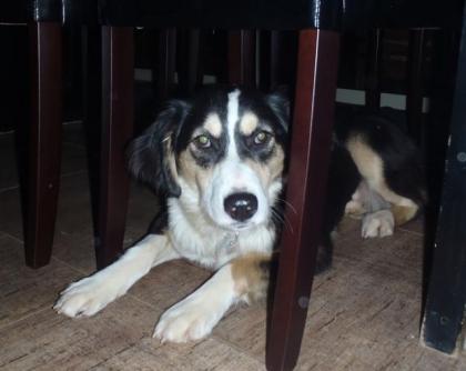 Militsa Collie Mix-Hündin möchte nur nach vorne blicken