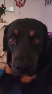 Ich bin Lucky ein labrador-Boxer Mix Boxerdor sucht Hündin für gemeinsames Baby machen Deckrüde