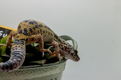 Leopardgecko 1. 13. 16