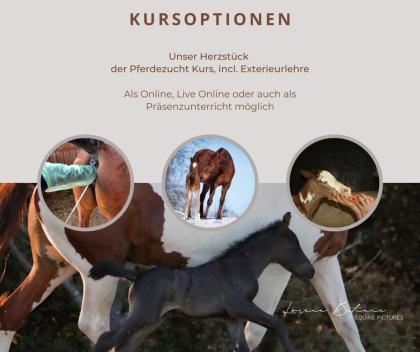 Kurse Rund ums Pferd - Weihnachtsaktion
