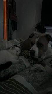 Deutsch Bulldogge- Boxer Mischling