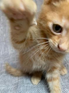 Katzen Babys zuckersüß
