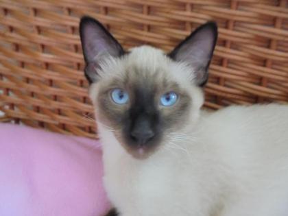 Reinrassiger schöner Siam Kater4 Monate