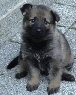 Schäferhundwelpen