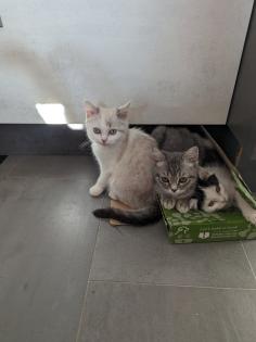 Reinrassige BKH Kitten