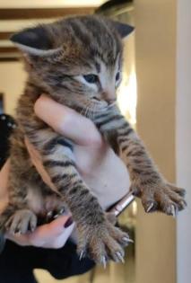 Savannah F2 Katerchen geb. 15. 11. 21 - schon jetzt richtig groß