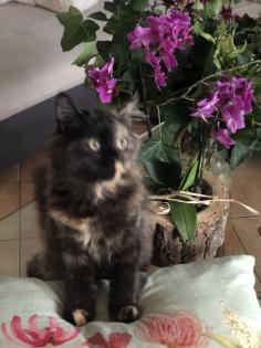 Katze Dori sucht ein liebevolles Zuhause
