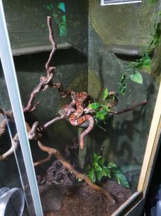 Kornnatter Terrarium Zubehör