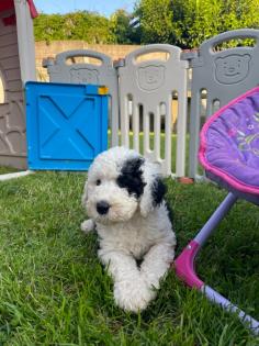 Sheepadoodle Welpen