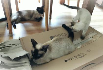 Süße Siam Kater seal point abgabebereit