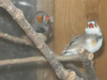 Verkaufe Zebrafinkenhähne ab Euro 6, -