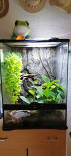 2 Rotaugenlaubfrösche - Agalychnis callidryas mit Terrarium von Exo Terra