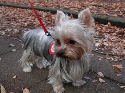 Suche Mini Yorki Mädchen, Blue and Tan oder Biewer, ausgewachsen ca. 1500g