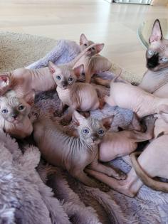 Canadische Sphynx Kitten