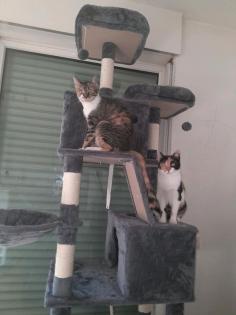Katzen abzugeben