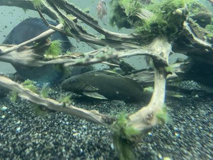 Diskusfische / Aquariumauflösung